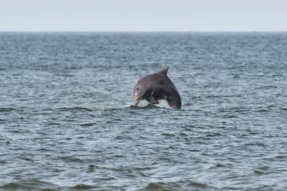 Whale Watching